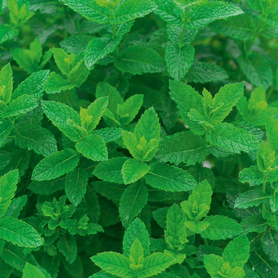 Mentha japonica