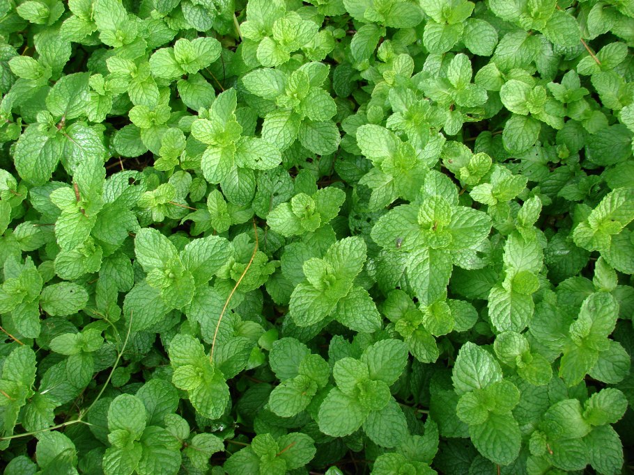 Мята Колосовая (Mentha spicata)