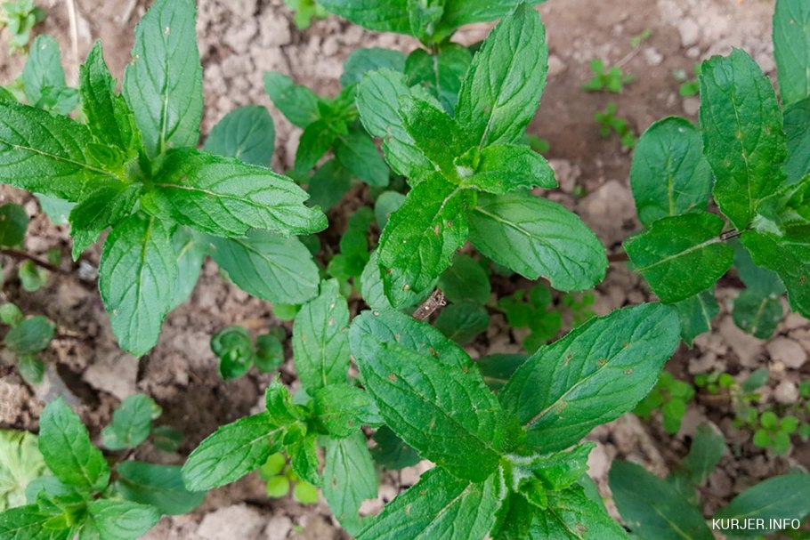 Мята цветет или нет