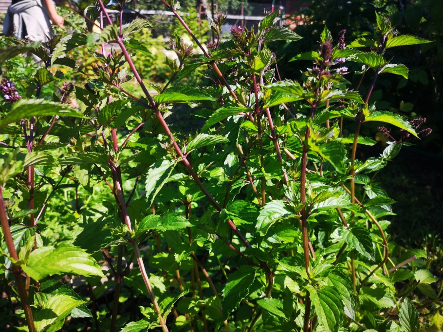 Растение мята