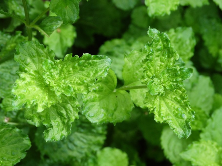 Пикнантемум извилистый (Горная мята)