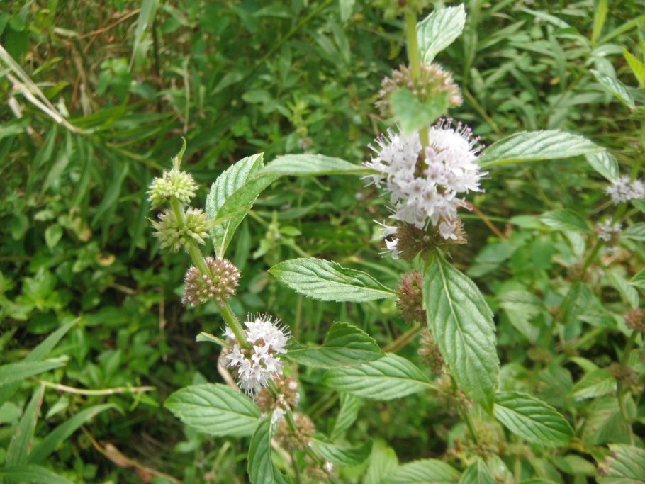 Mentha arvensis
