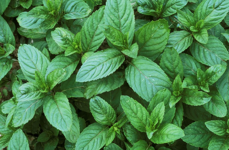 Mentha spicata мята колосистая