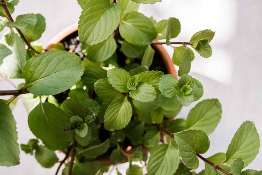 Mentha piperita chocolate