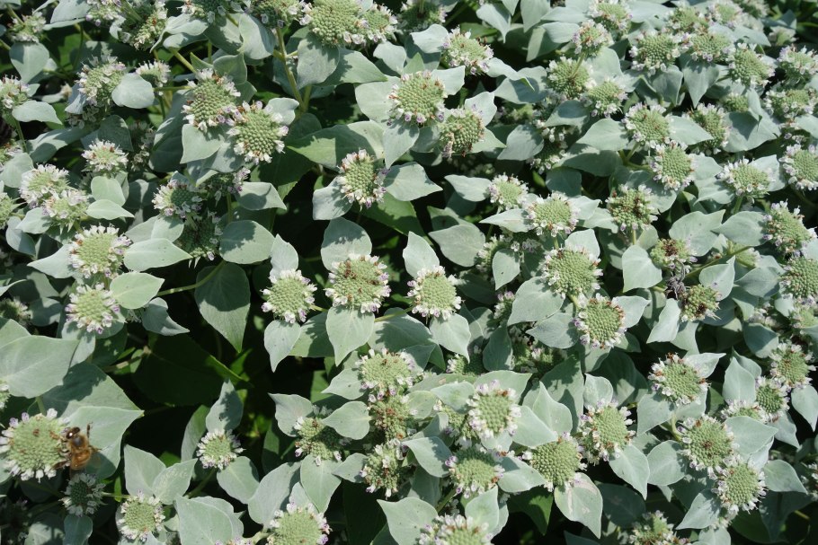 Пикнантемум извилистый (горная мята)