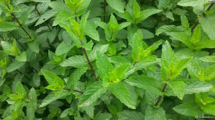 Мята перечная куст