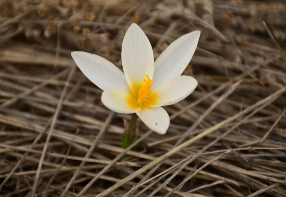 Шафран Подснежник