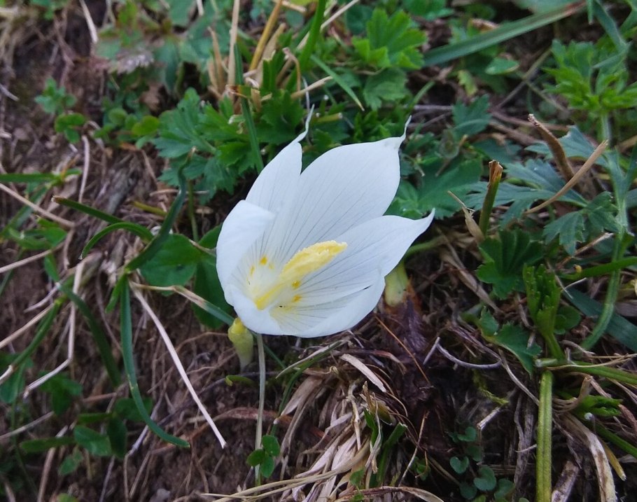 Шафран долинный