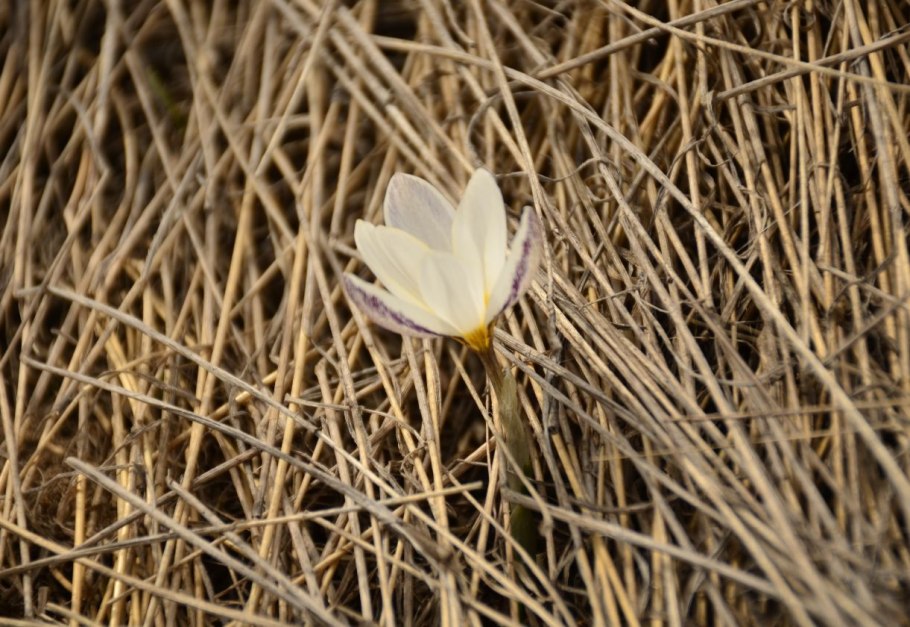 Подснежники Алматы