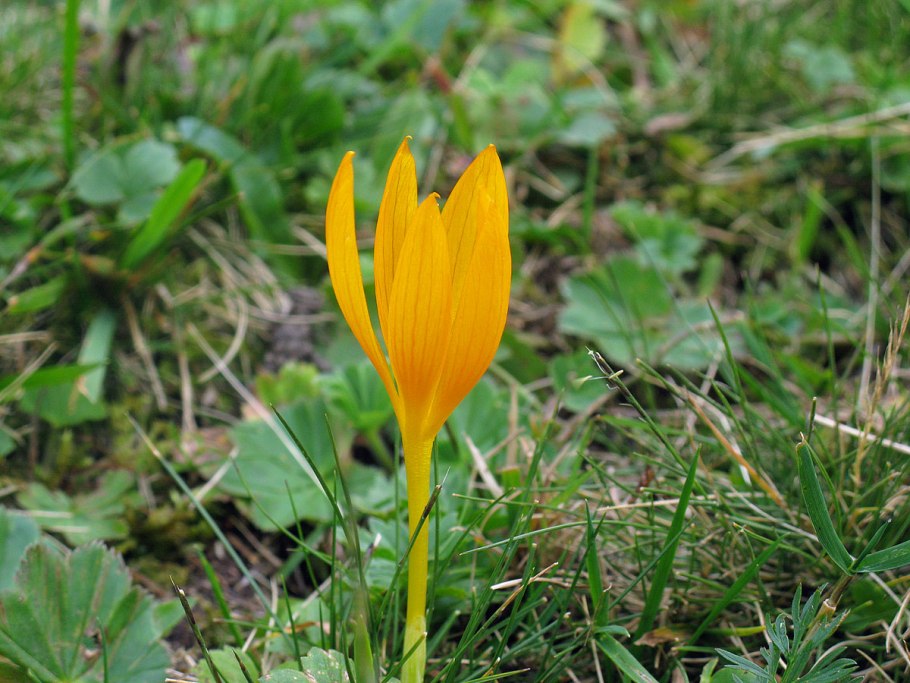 Шафран Шарояна