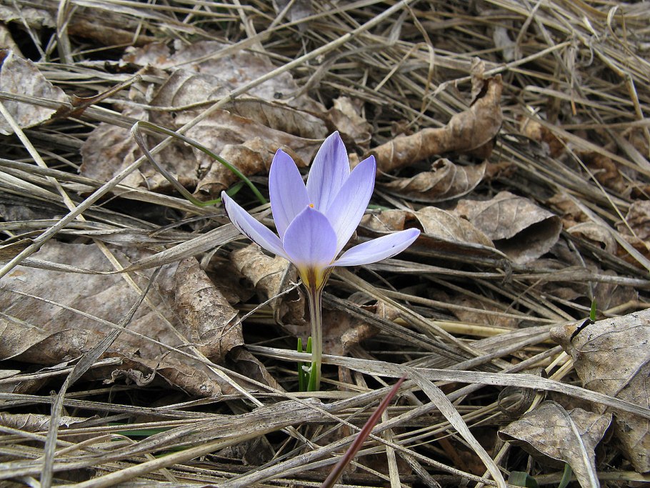 Крокус Долинный