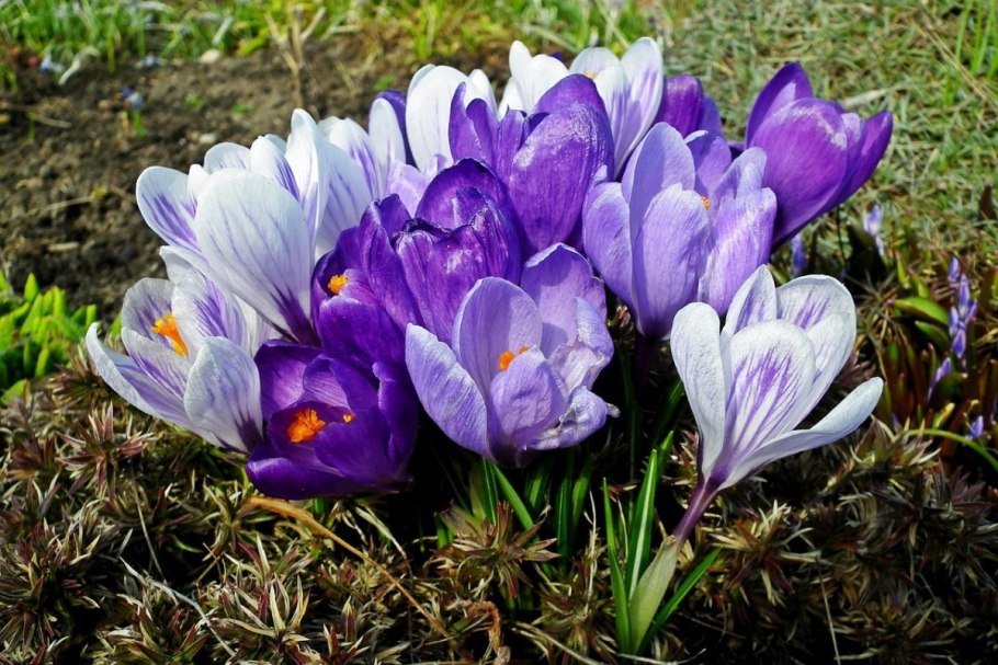 Крокус цветок