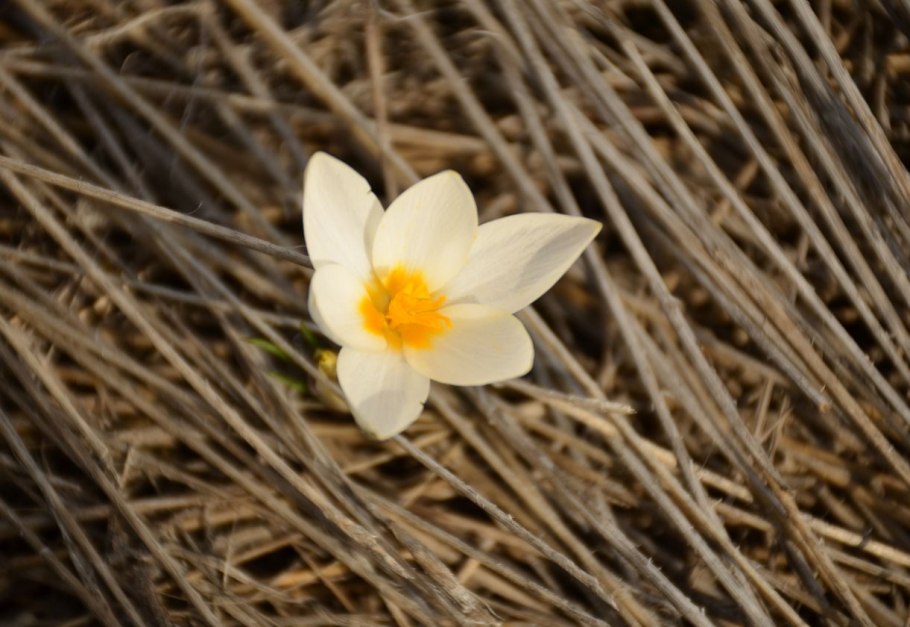 Подснежники Алматы