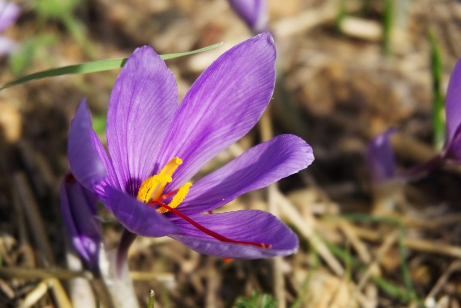 Crocus sativus