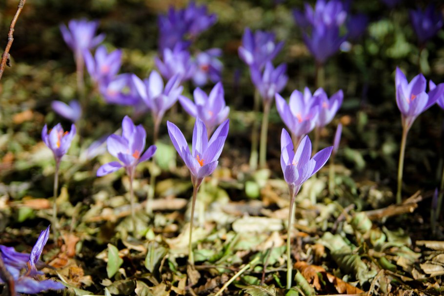 Шафран долинный