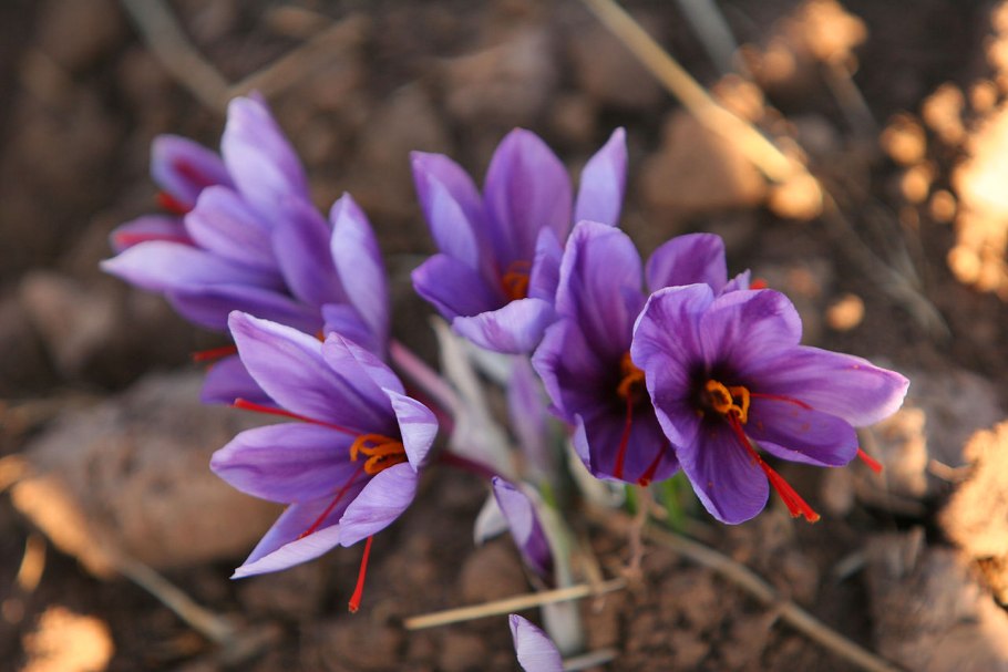 Saffron crocus