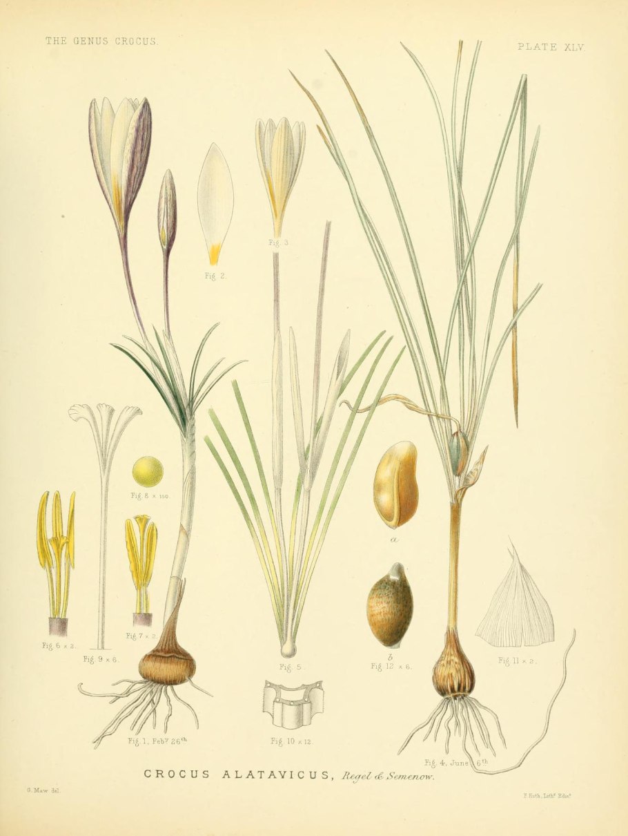 Порошок из пестиков Шафран посевной (Crocus sativus)