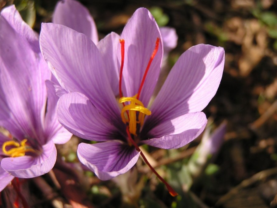 Шафран посевной (crocus sativus)