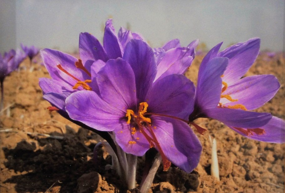 Цветок шафран