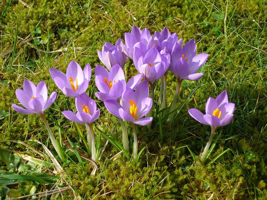 Crocus Etruscus Zwanenburg