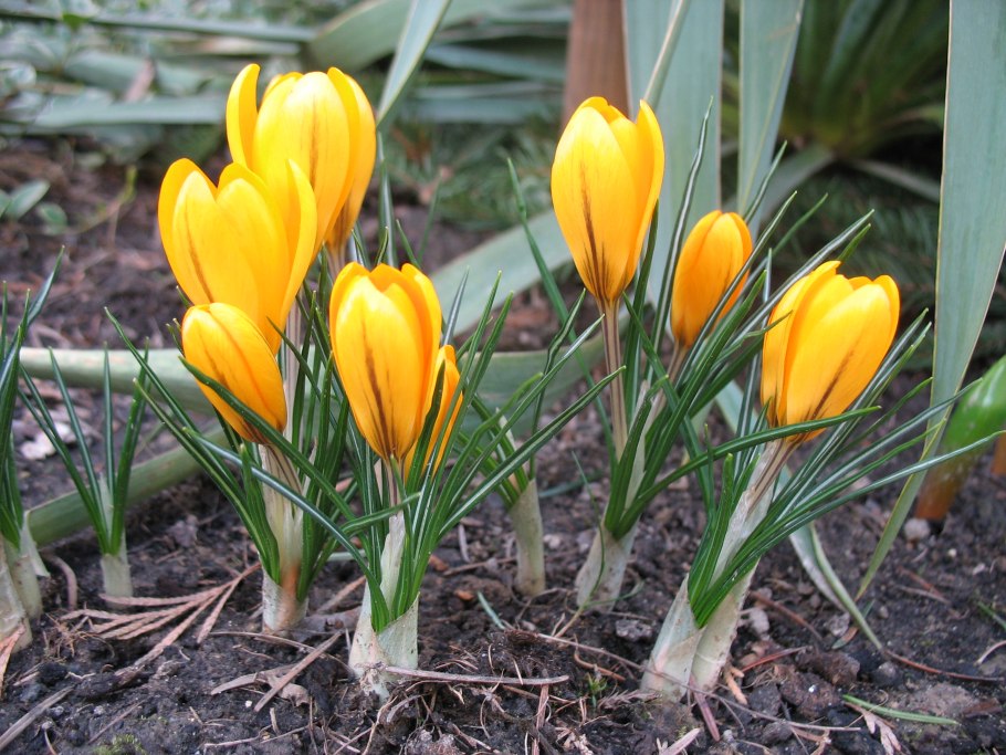 Шафран Луговой