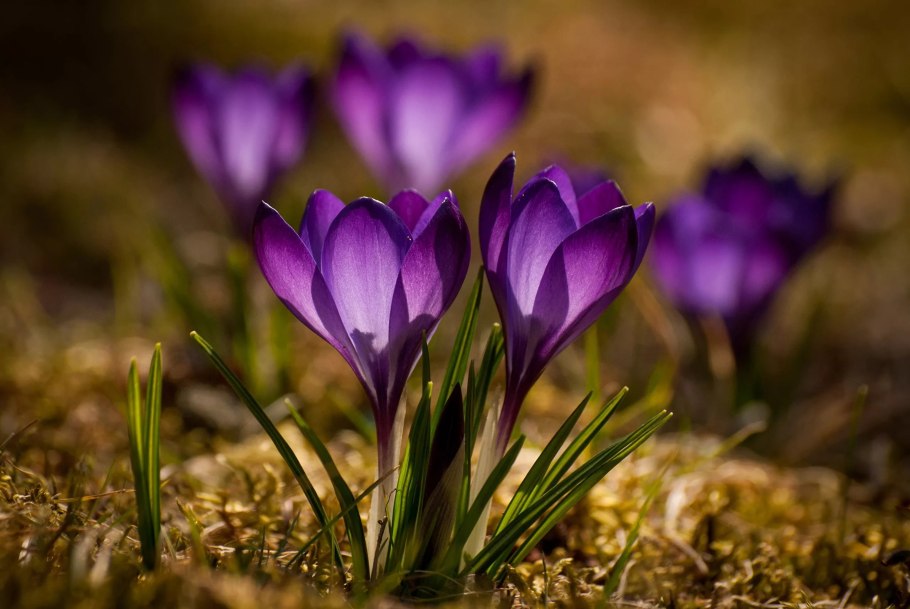 Крокус цветок фиолетовый