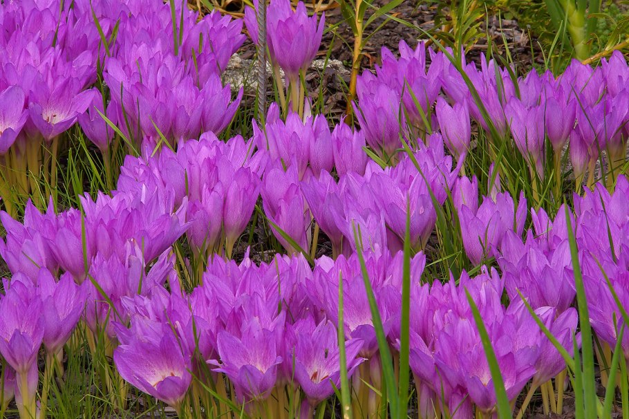 Колхикум безвременник осенний