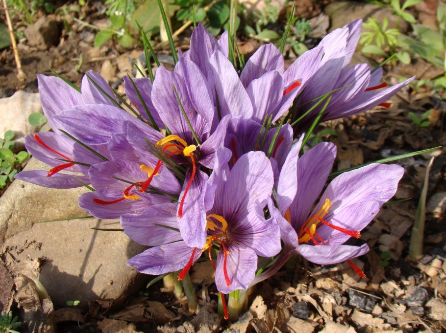 Шафран посевной (crocus sativus)