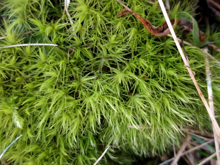 Бархатный дикранум