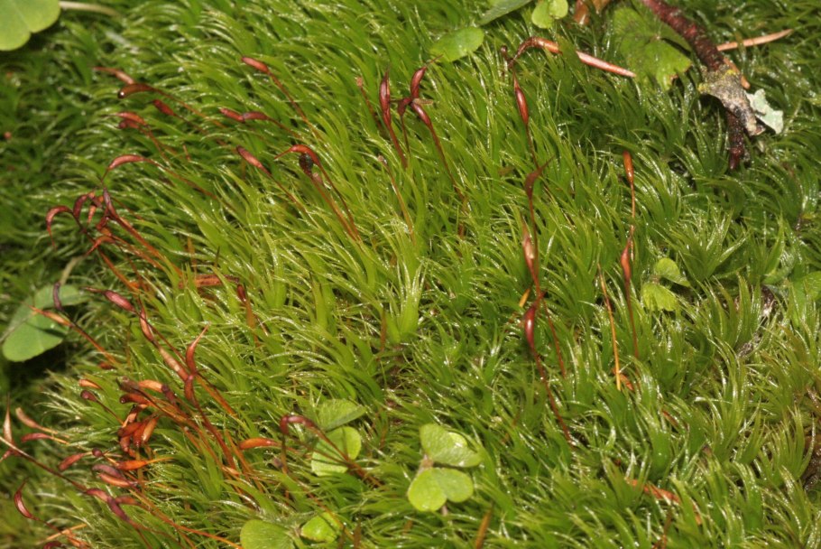 Декоративный дикранум