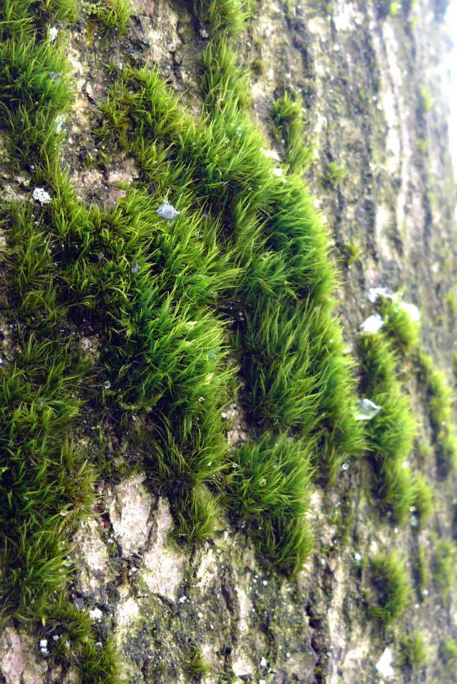 Дикранум Драммонда