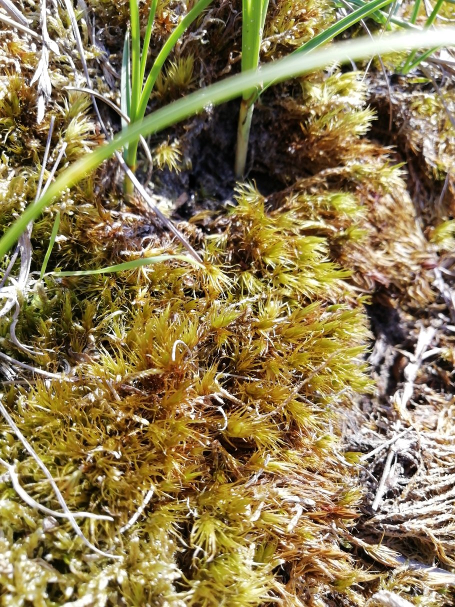 Дикранум коротколистный