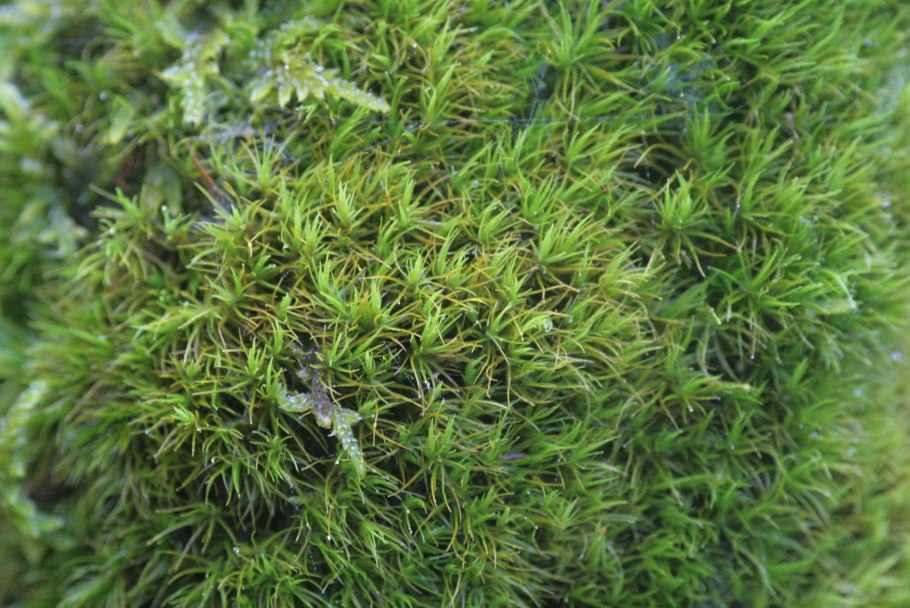 Дикранум метловидный мох