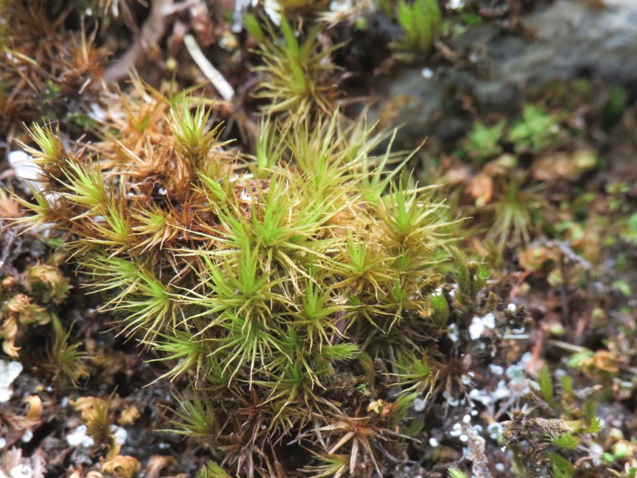 Дикранум коротколистный