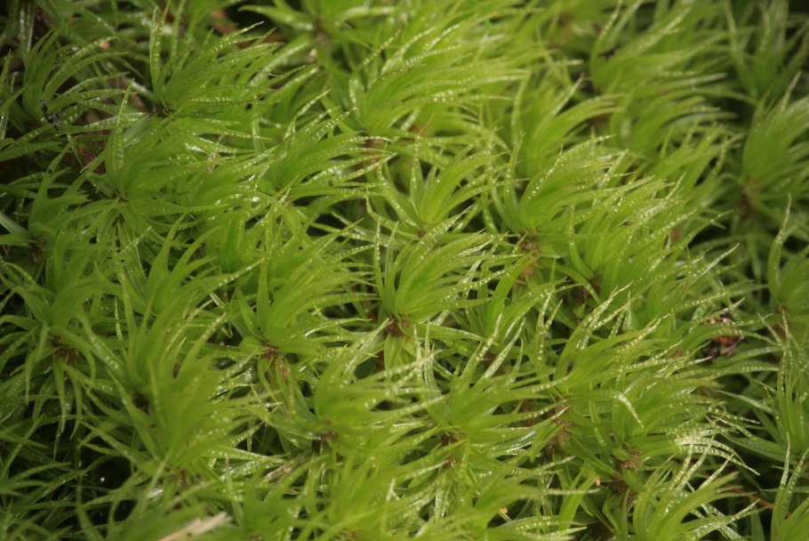 Дикранум полизетум