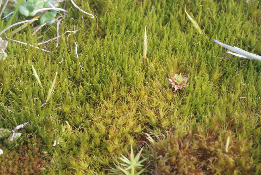 Мох дикранум