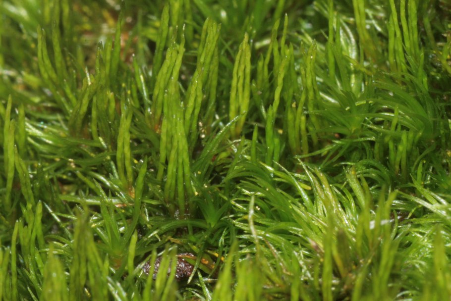 Дикранум Драммонда