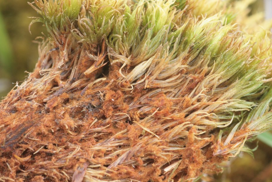 Дикранум волнистый