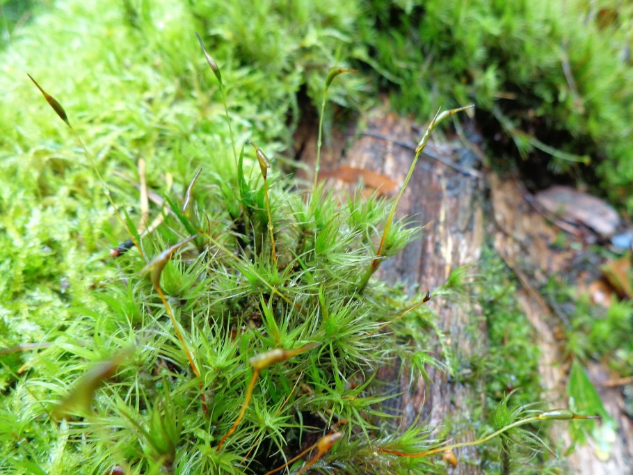 Дикранум гладкий