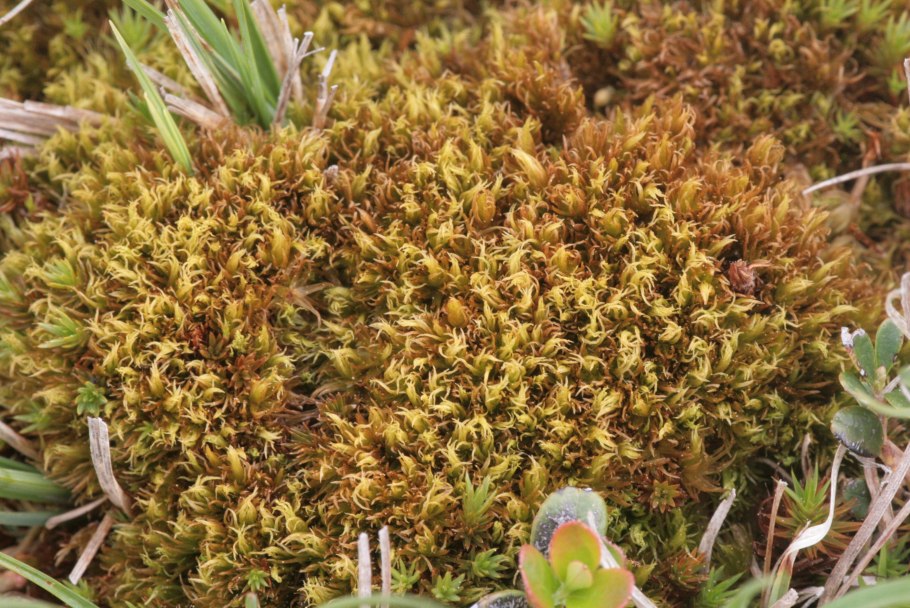 Дикранум многоножковый