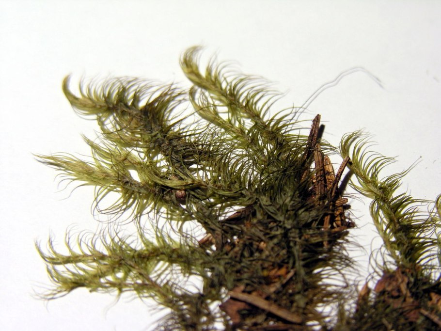 Brachythecium salebrosum