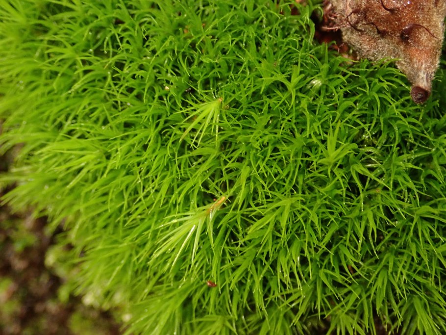 Dicranum leioneuron Kindb