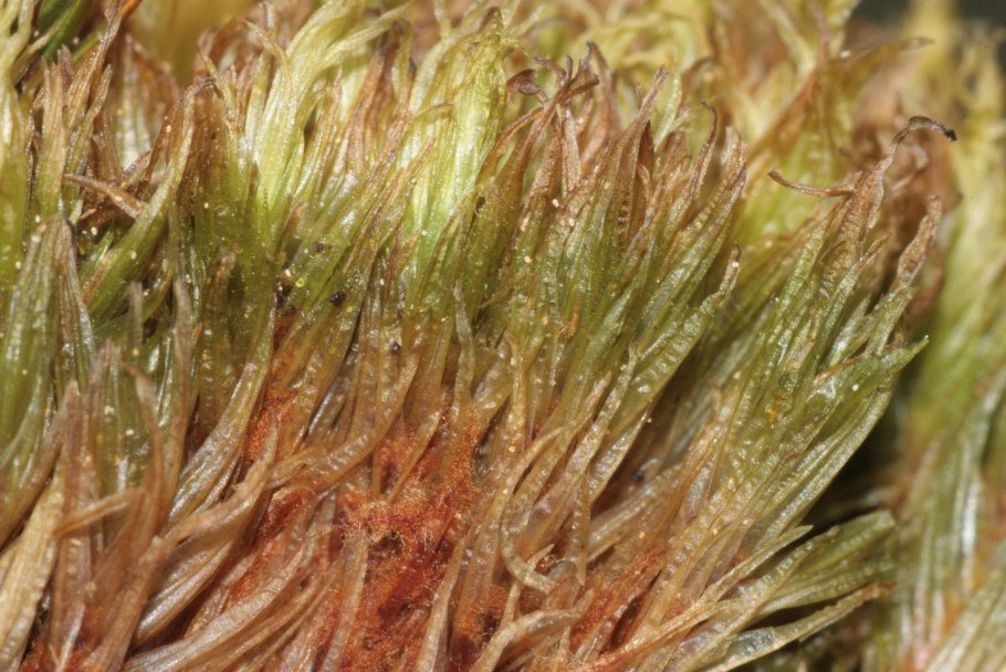 Мох дикранум