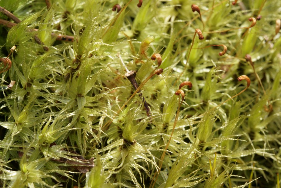 Дикранум метловидный