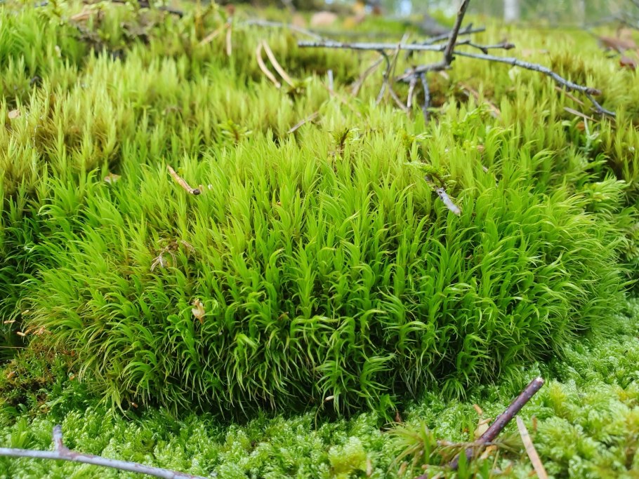 Мох дикранум