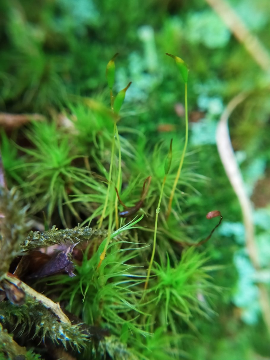 Листостебельные мхи