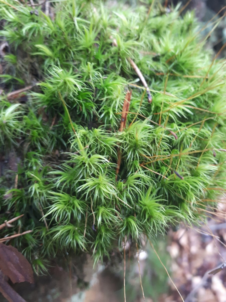 Дикранум буроватый