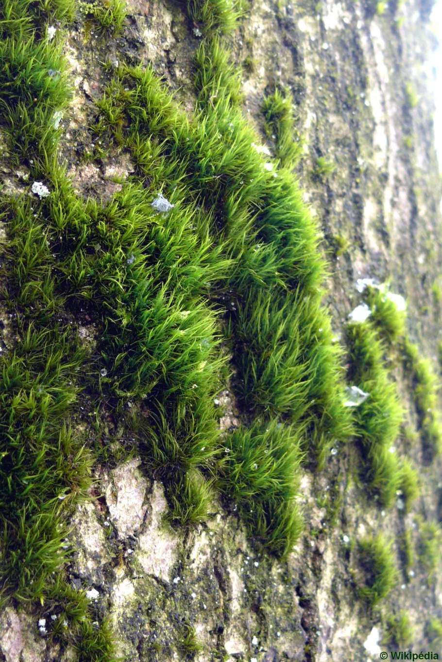 Лишайник ягель зеленый