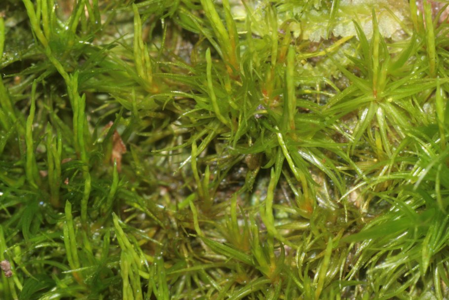 Orthodicranum flagellare