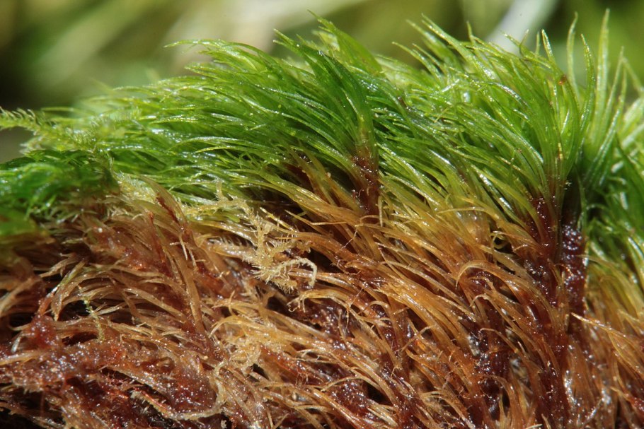 Orthodicranum montanum